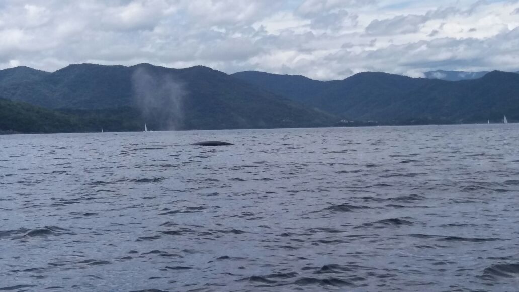 Baleia em Ubatuba - Imagem de @cristeodoro