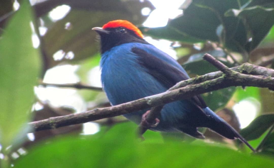 Tangará Dançarino – Símbolo de Ubatuba