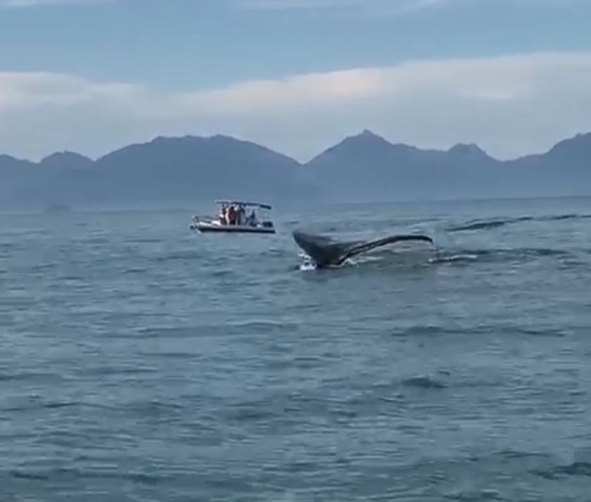 Baleia próxima a região central de Ubatuba - Imagem de @ricardodiasjorge