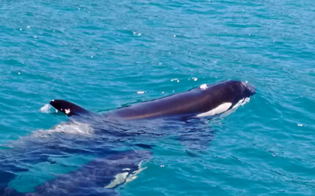 Baleias orcas Avistadas próximo a Praia Brava do Camburi