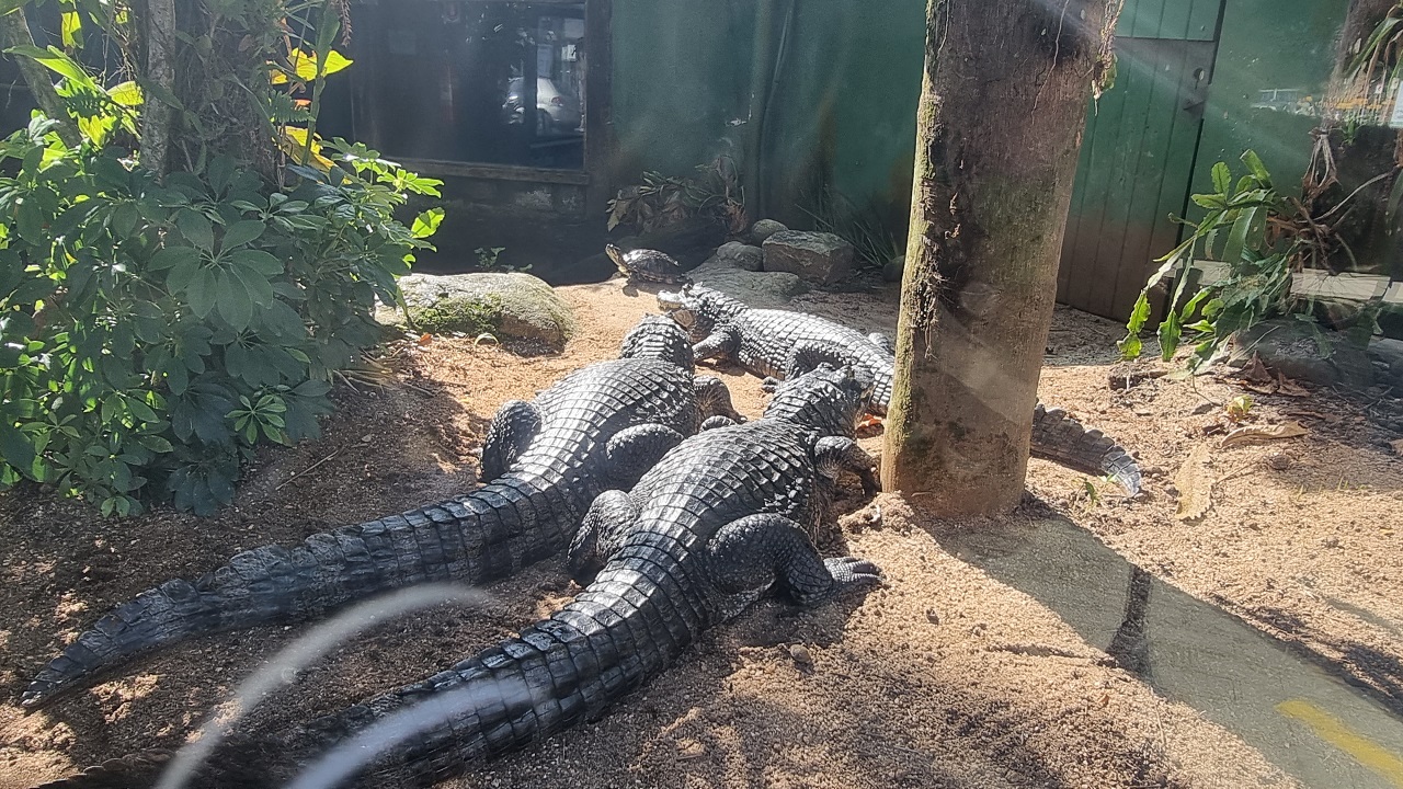 Aquário de Ubatuba - Jacarés no Terráreo