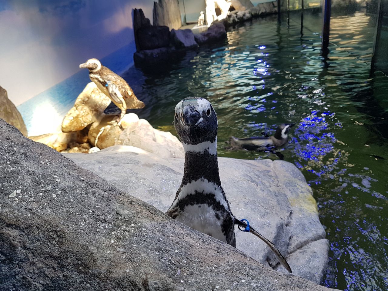 Pinguins - Aquário de Ubatuba