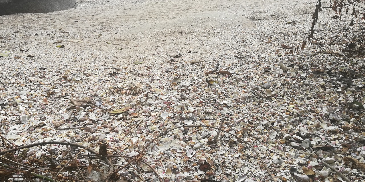 O chão da praia repleto de conchas, praticamente não vemos areia