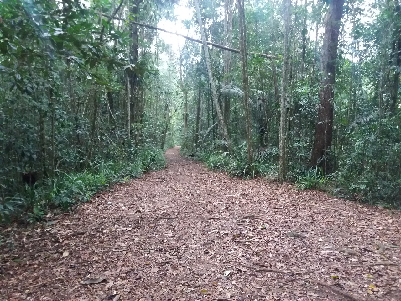 Trilha para a Cachoeira do Tombador após deixar o veículo