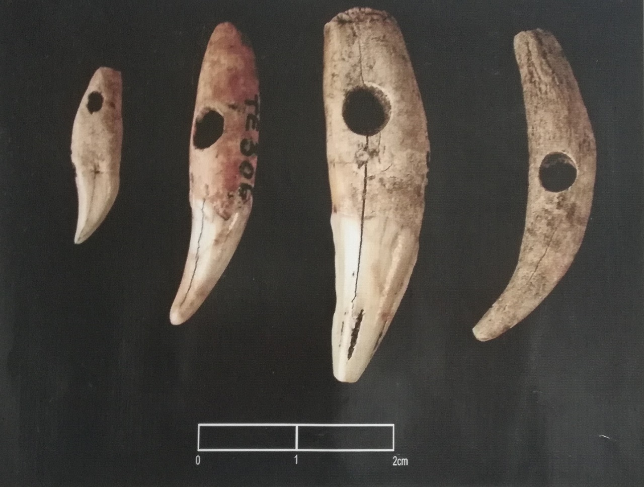Dentes perfurados encontrados no Sítio Temório