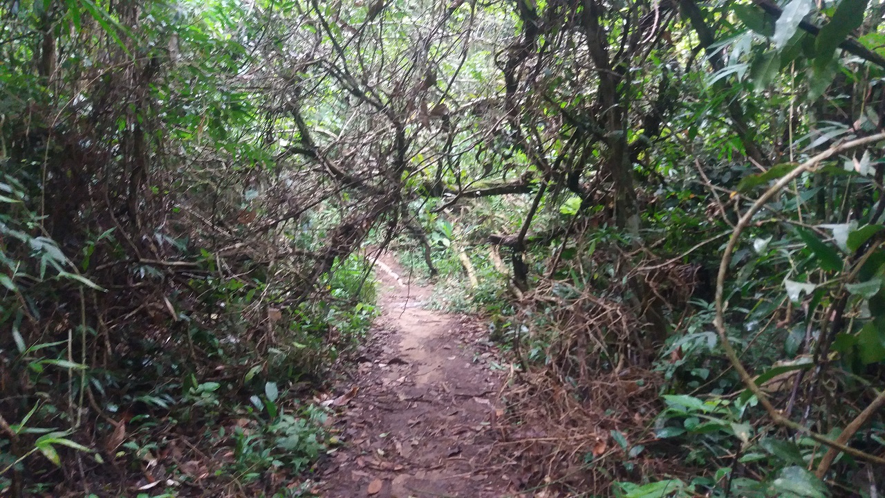 Trilha para a Cachoeira Véu da Noiva