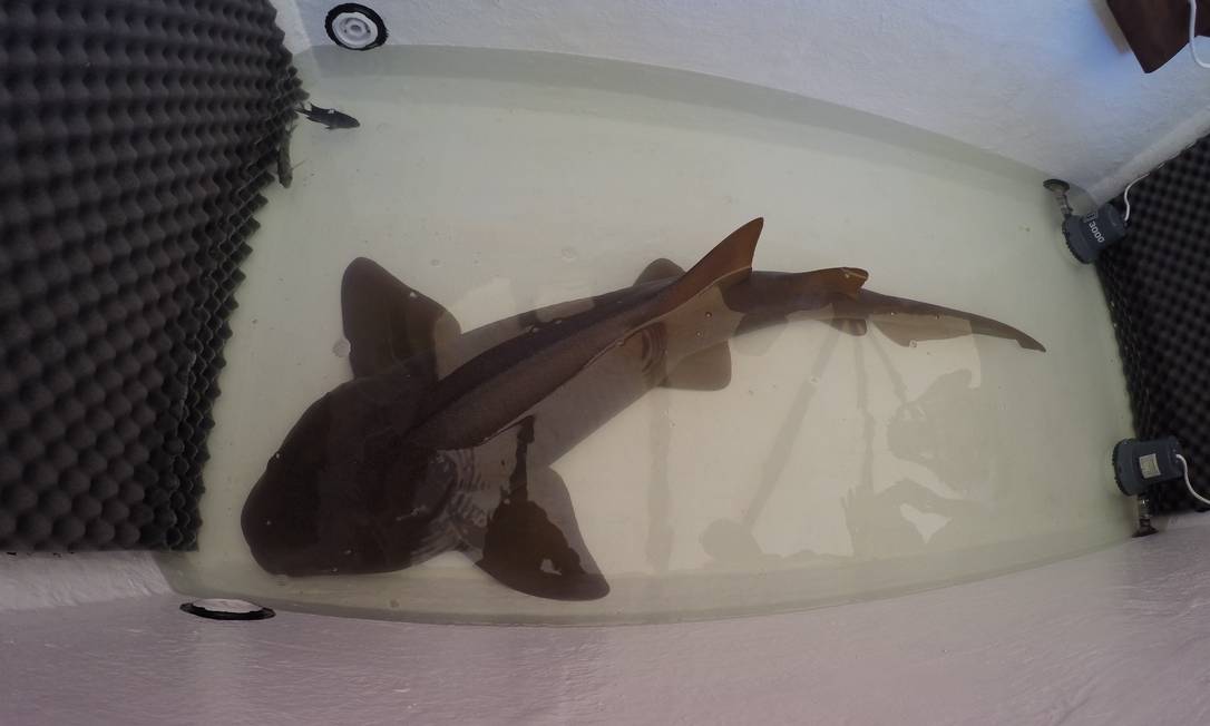 Tubarão de 30 kg que era criado em residência agora vive no Aquário de Ubatuba