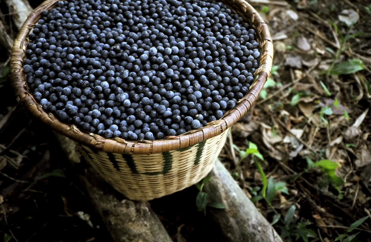 O fruto da palmeira Juçara