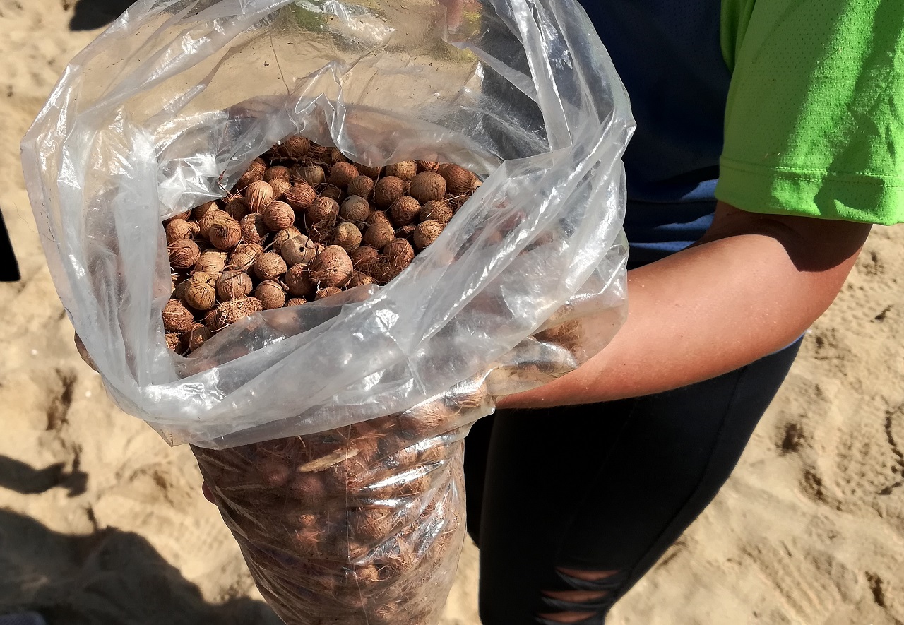 Sementes de Juçara - Lançadas na mata durante etapa do Desafio 28 Praias