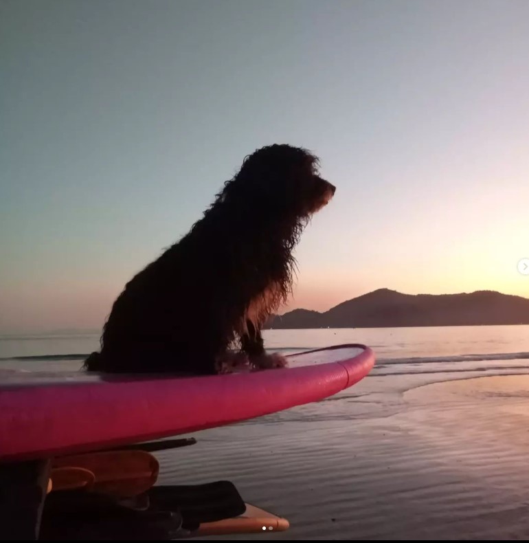 Bob Marley o cão surfista de Ubatuba