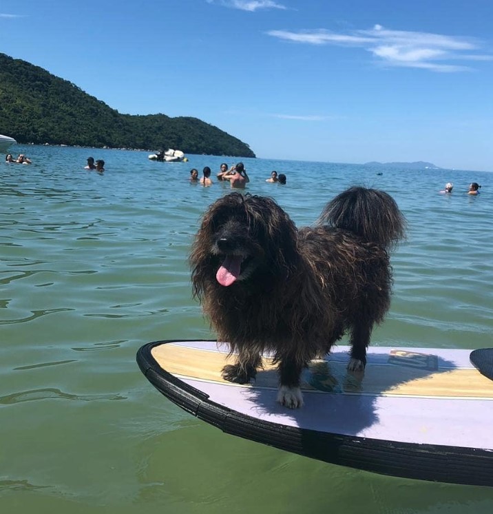 Cão surfista ajuda recolher lixo do mar em Ubatuba