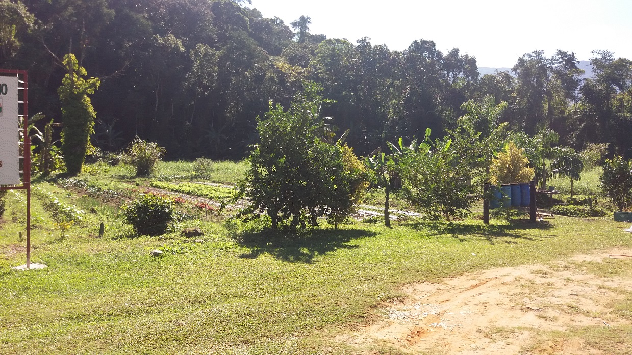 Plantação de gengibre