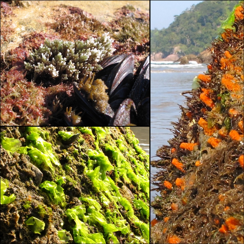 Exemplos de organismos que vivem em costões rochosos. Fonte: Parque Estadual Serra do Mar, Fundação Florestal