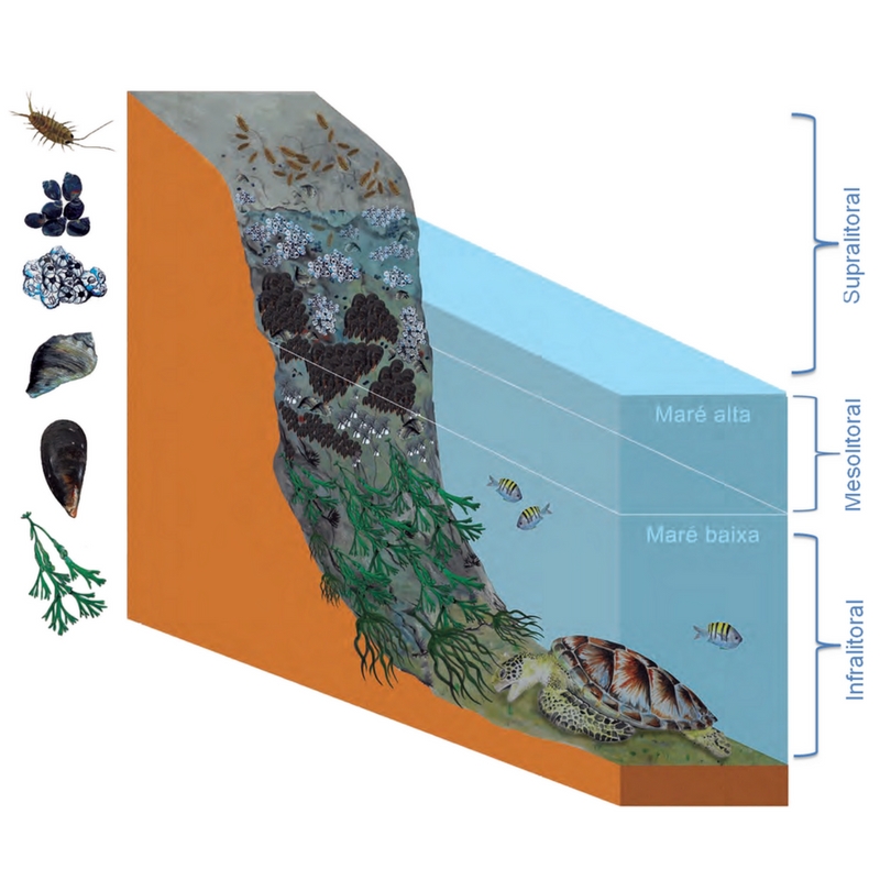 Ilustração de zonação em costão rochoso. Fonte: adaptado de Manual de Ecossistemas Marinhos e Costeiros para Educadores, Rede Biomar, 2016.