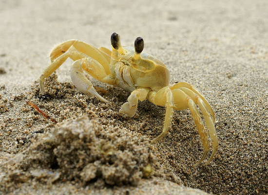 Caranguejo Ocypode quadrata, um dos habitantes da praia arenosa, conhecido popularmente como maria-farinha. Fonte: Hans Hillewaert/WikimediaCommons (CC BY-SA 4.0).