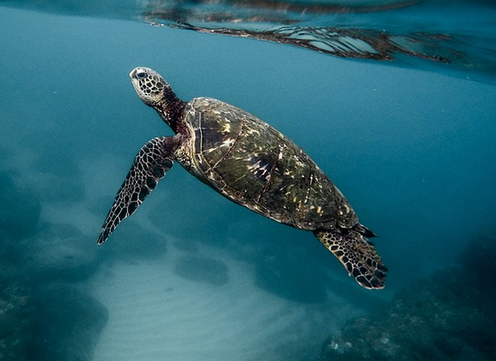 Quantas espécies de tartarugas marinhas existem?