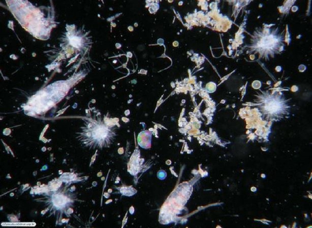 Plâncton: A vida vagando no mar