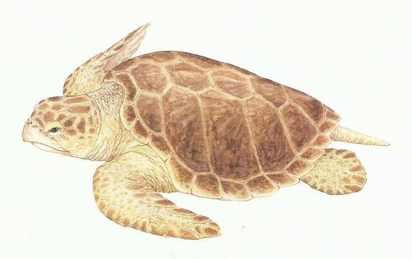Tartaruga-cabeçuda (Caretta caretta). Fonte: Spotila, 2004.