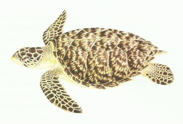 Tartaruga-de-pente (Eretmochelys imbricata). Fonte: Spotila, 2004