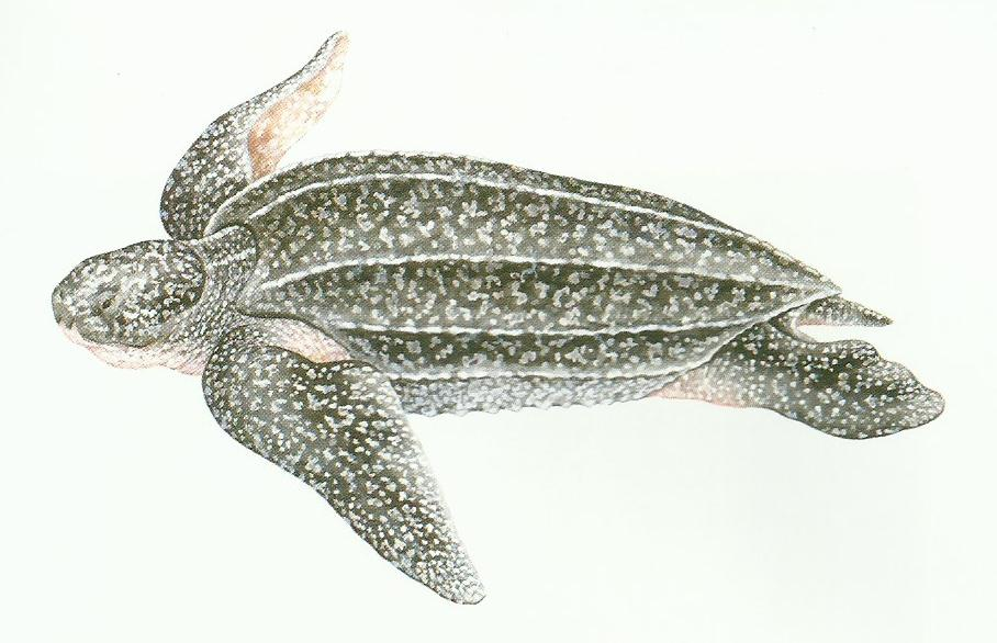 Tartaruga-de-couro (Dermochelys coriacea). Fonte: Spotila, 2004