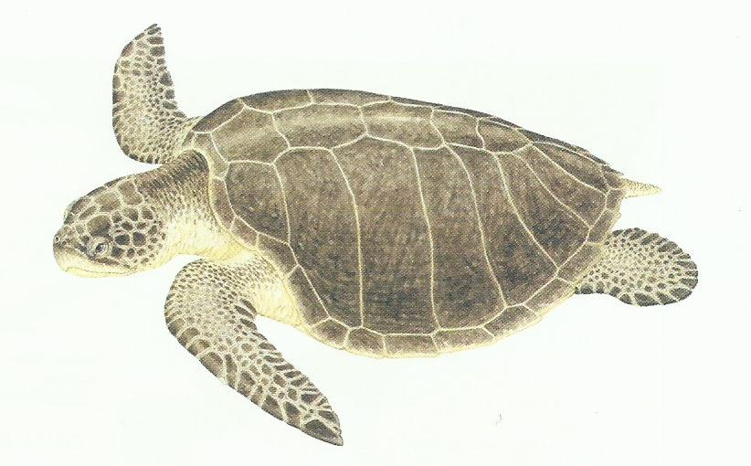 Tartaruga-oliva (Lepidochelys olivacea). Fonte: Spotila, 2004