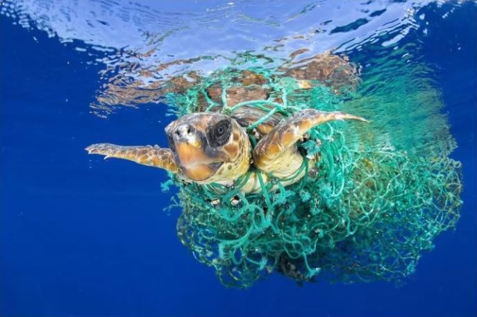 Poluição Marinha: Conscientização e Perspectivas