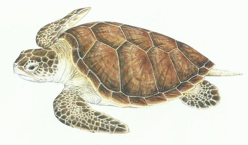 Tartaruga-verde (Chelonia mydas). Fonte: Spotila, 2004.