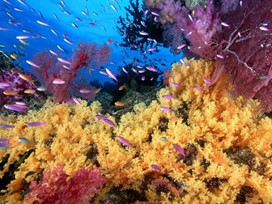 Recifes de corais - Imagem extraída de https://www.biologiatotal.com.br
