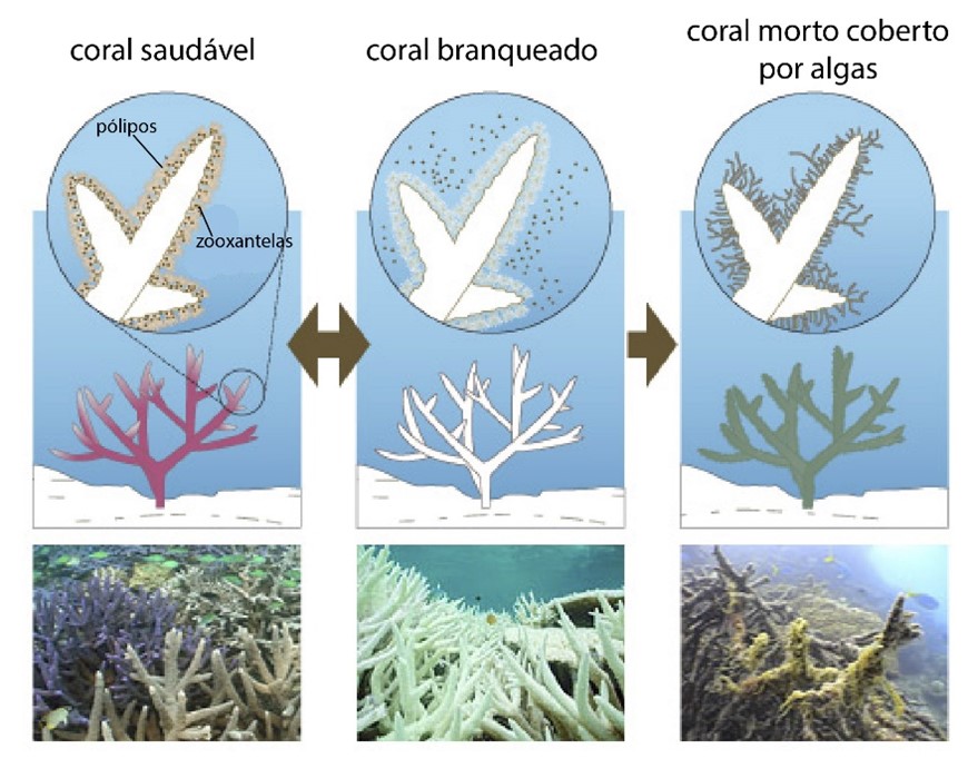 Recifes de corais - Imagem extraída de https://www.biologiatotal.com.br