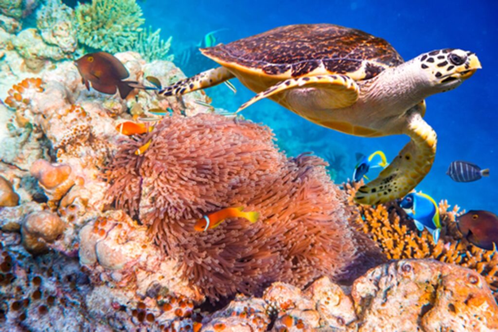 Os recifes de corais abrigam uma grande biodiversidade. Foto: Andrey Armyagov / Shutterstock.com