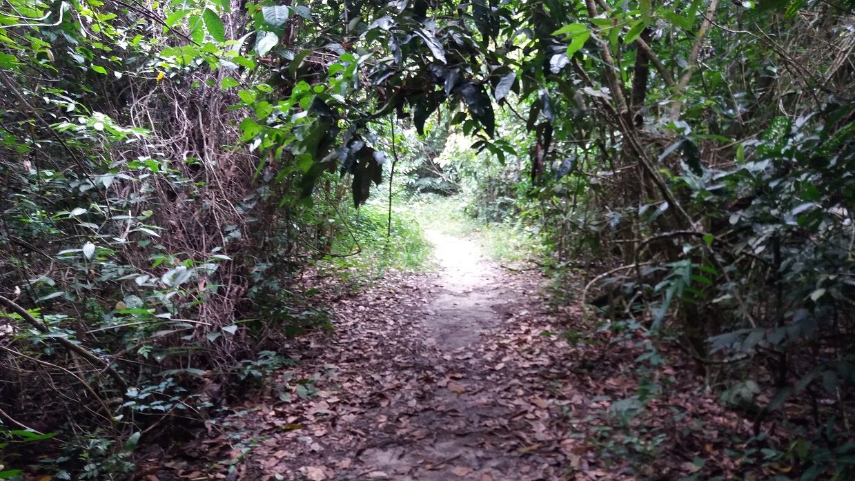 Trilha em Ubatuba