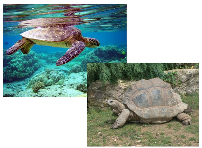 Diferenças na carapaça e membros entre a tartaruga marinha