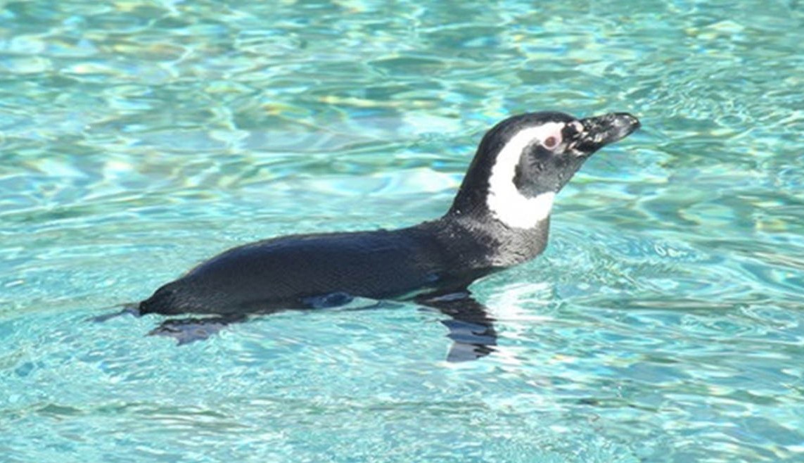 Pinguim-de-Magalhães: os nossos visitantes do inverno