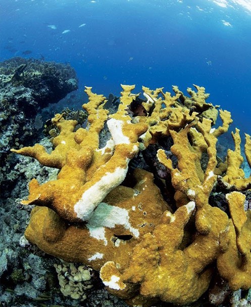 A oxibenzona e muitos outros componentes comuns de protetores solares prejudicam os corais, mesmo em concentrações extremamente baixas