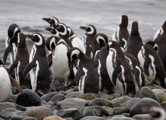 Pinguins-de-Magalhães em sua colônia reprodutiva na Patagônia Chilena. Fonte: Dfaulder/Flickr (CC BY 2.0)
