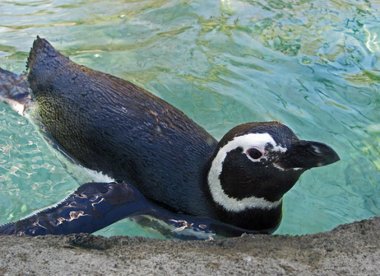 O pinguim-de-Magalhães possui asas modificadas em nadadeiras, totalmente adaptadas ao nado. Fonte: Sandy Cole/WikimediaCommons (CC BY-SA 3.0)