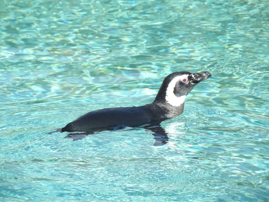Pinguim-de-Magalhães (Spheniscus magellanicus) nadando. Fonte: Darren Lewis/PublicDomainPictures (Domínio Público).
