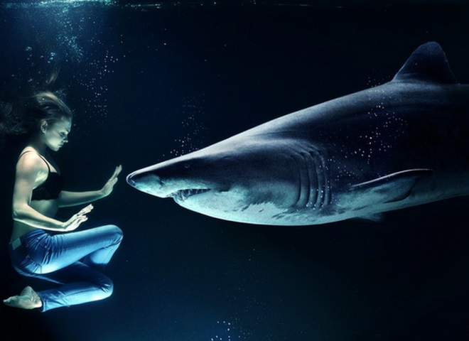 Ataque de tubarão a seres humanos: um medo que deve ser desmistificado!