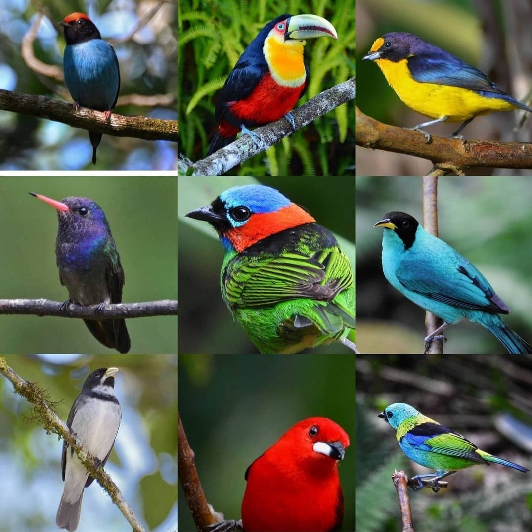 Pássaros de Ubatuba por: @fabio_mrandazzo – Tangará Dançador, Tucano de Bico Verde, Gaturano, Beija-flor-roxo, Saíra Militar, Saí Verde, Coleirinho, Tiê Sangue e Saíra 7 Cores.