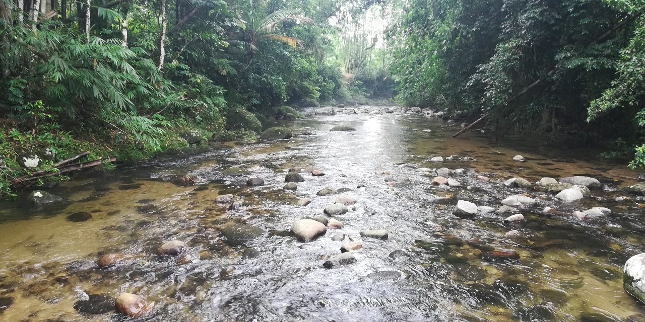 Natureza preservada nas terras da Aldeia Renascer