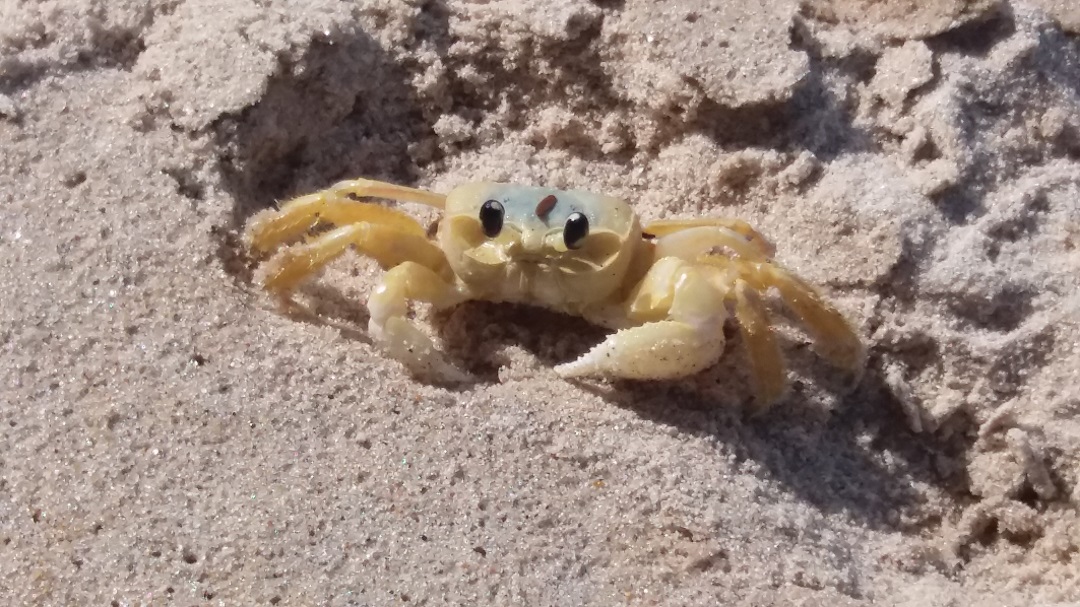 Praias Arenosas: Seriam desertos de biodiversidade?