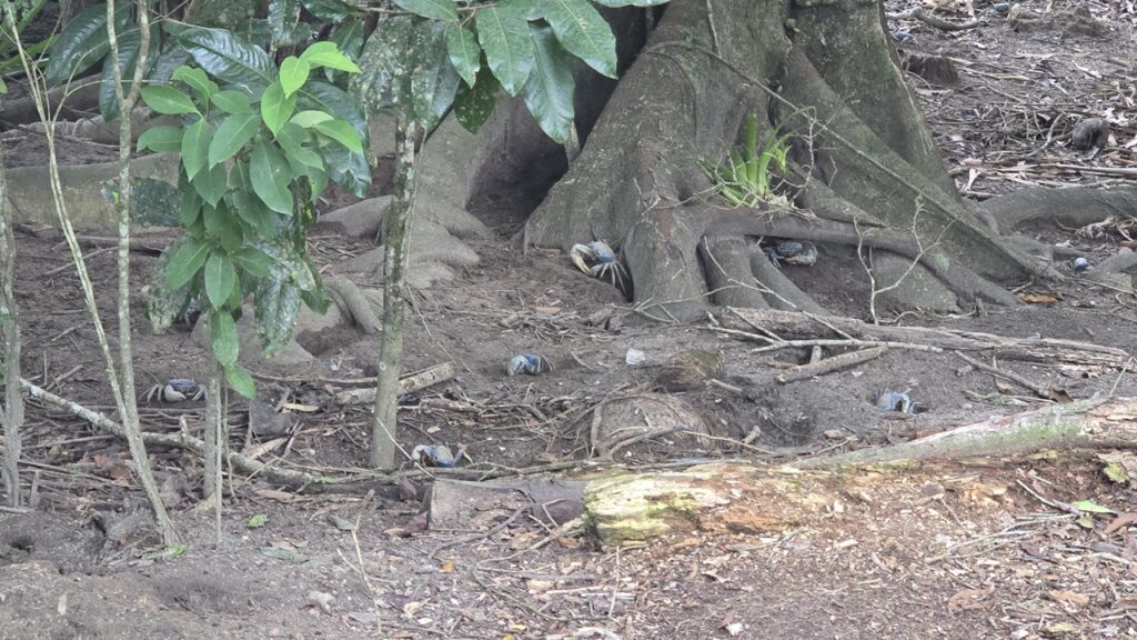 Manguezal - Habitat dos Guaiamu