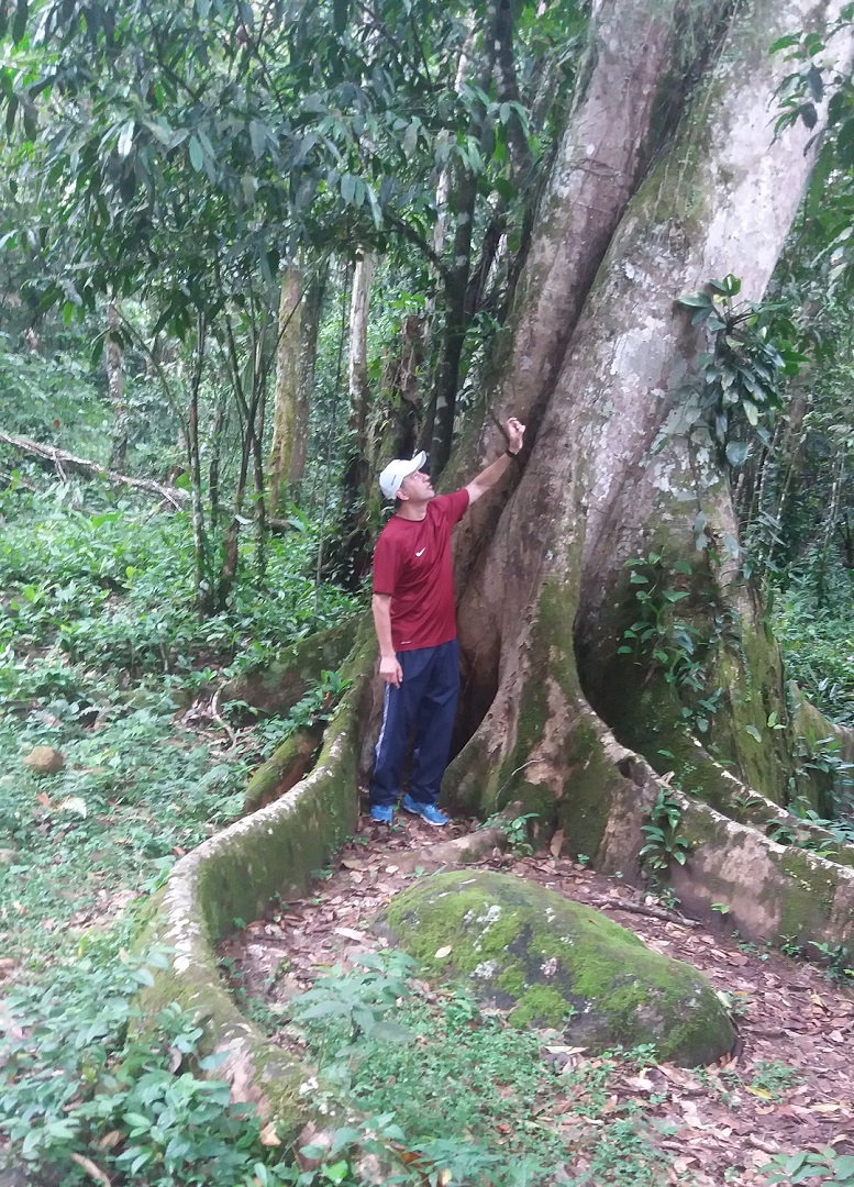 Árvore centenária nas Ruinas da Lagoinha