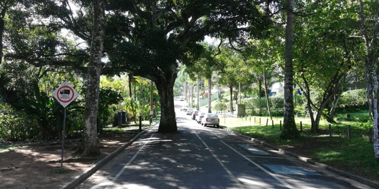 Árvore no meio da rua na Praia de Santa Rita