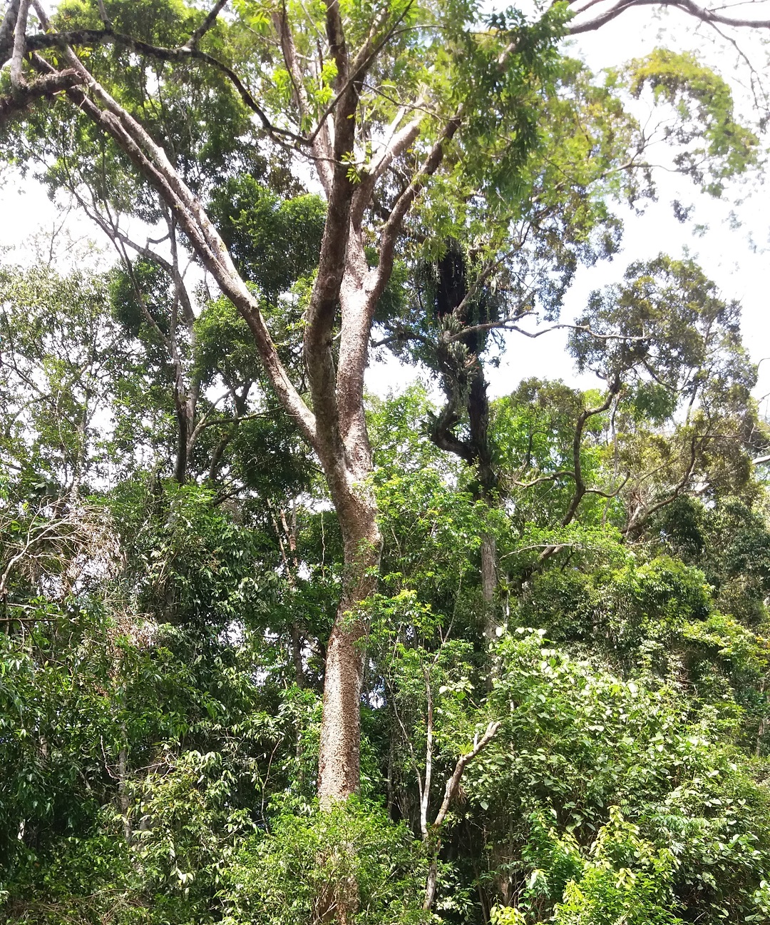 Floresta na Mata Atlântica de Ubatuba