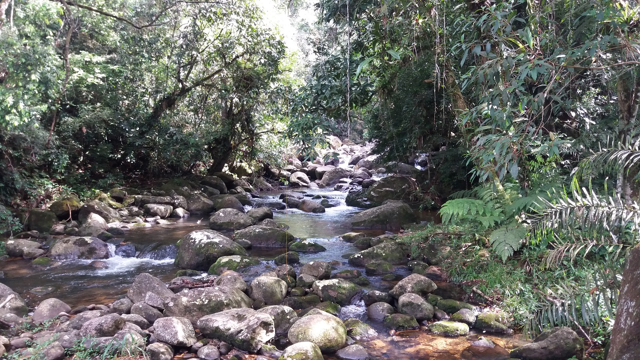 Natureza preservada no Camburi região norte de Ubatuba