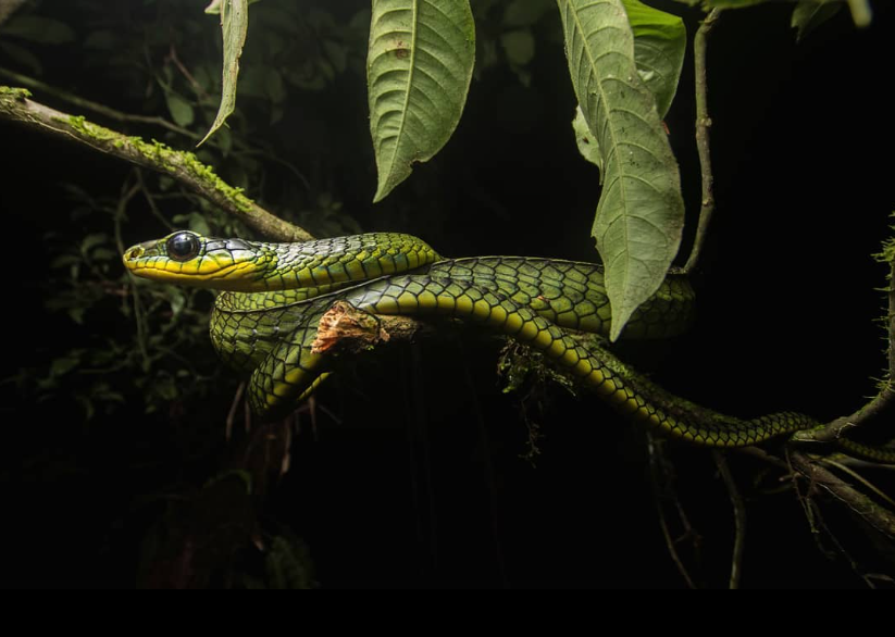 Cipó verde (Chironius foveatus)- Imagem de @rafaelmenegucci