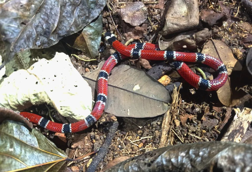 Uma jararaca nada comum: conheça a maior causadora de acidentes com cobras  do Brasil - Instituto Butantan