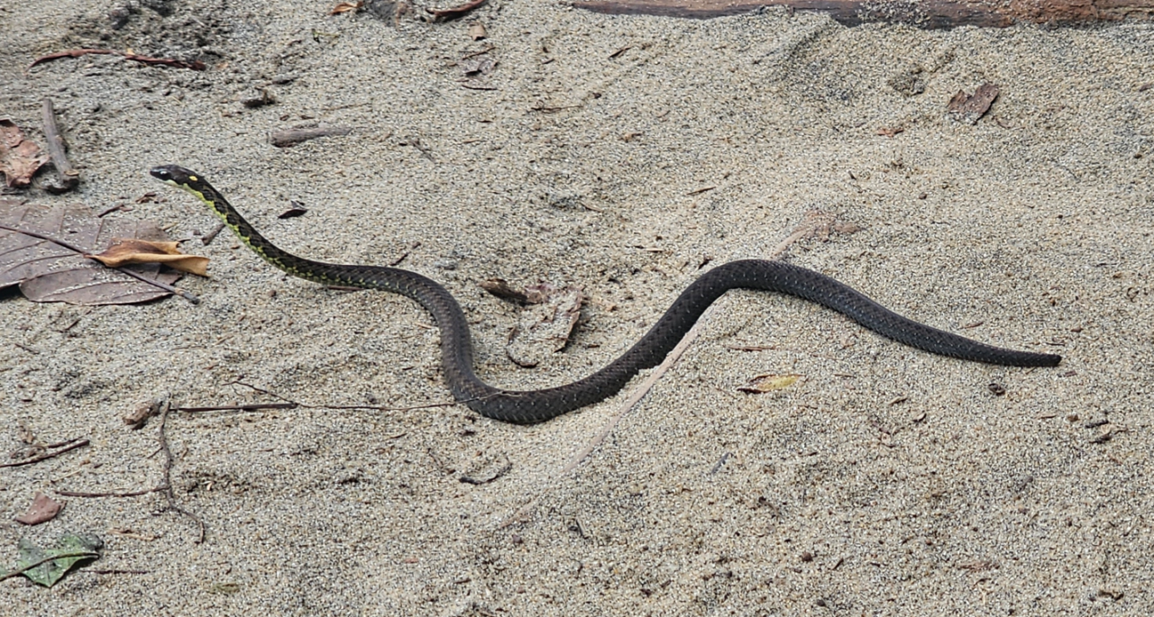 Desenho de víbora de cobra azul bonito no galho de árvore