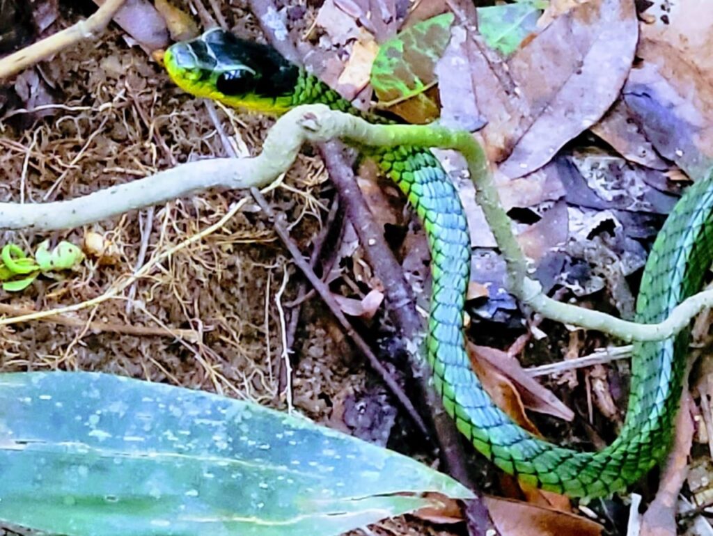 Ubatuba Cobra: 22/05/2011 - 29/05/2011